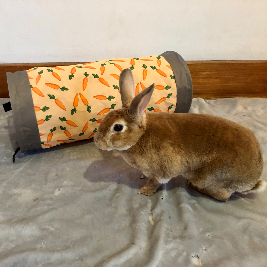 RabbitRetailUK's tweet image. How cute is Ruby from Ruby and Reggie with her carrot tunnel?

The RosewoodPet Carrot Tunnels are now back in stock! 🥕

#Bunny #Rabbit #OneHopShop #RabbitRetail #PlayTime #BunnyToys #RabbitPlayTime #BunnyFun #BunnyLovesToys #RabbitPlaying
