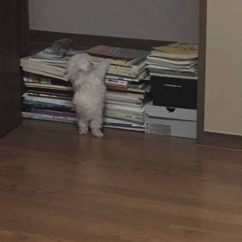 He is going to study