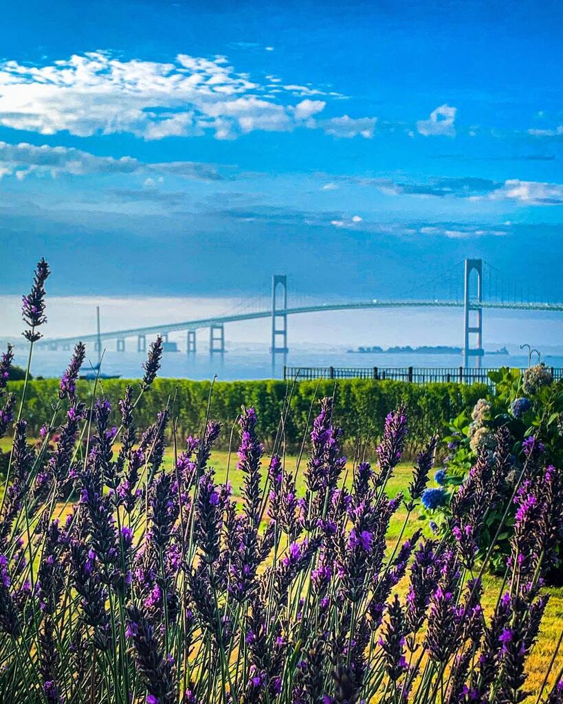 jimfeldman's tweet photo. The #NewportBridge through #lavender. #PellBridge #Jamestown #JamestownRI #RhodeIsland #bridge #architecture #plant #summer #onlyinrhodeisland #lilrhody https://t.co/632CNOpKvK https://t.co/Sny6JkbQXx