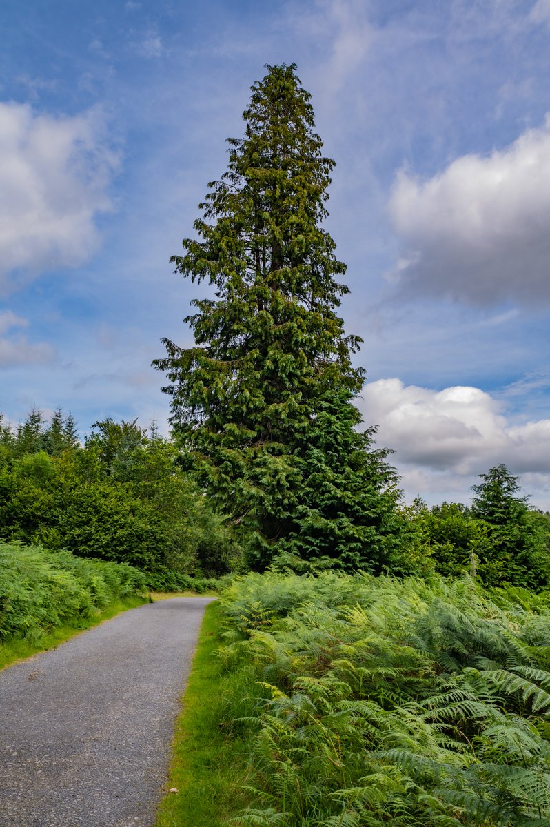 LiamFFarrell's tweet photo. The Sentry. Tree along the Sligo Way thrugh Union Woods. #Sligo #chooselsligo #sligotrails #sligoway #irishtrails #woodlandwalks #summerphotography #bigtree #path #unionwoods @choosesligo @SligoWalkTour @IrishTrail @sligotourism @sligohub1 https://t.co/YiAiU9eeep