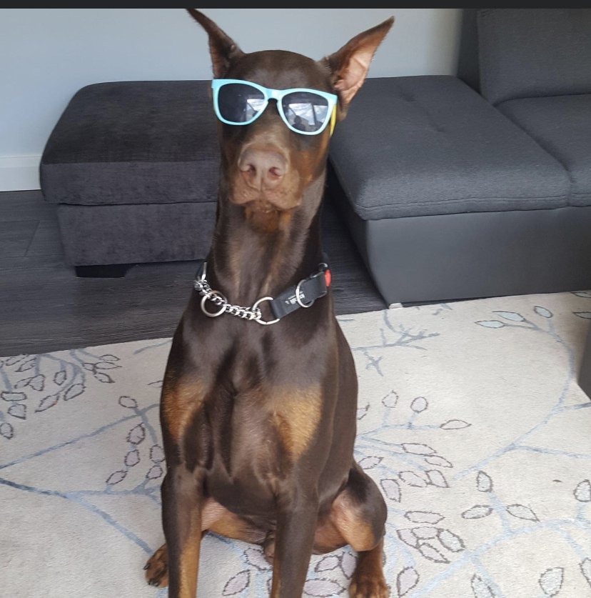 ICB_OFFICIAL_'s tweet photo. Weekly picture of Izzy, you're all welcome. #dog #dogsoftwitter https://t.co/Ix9THDRXqy