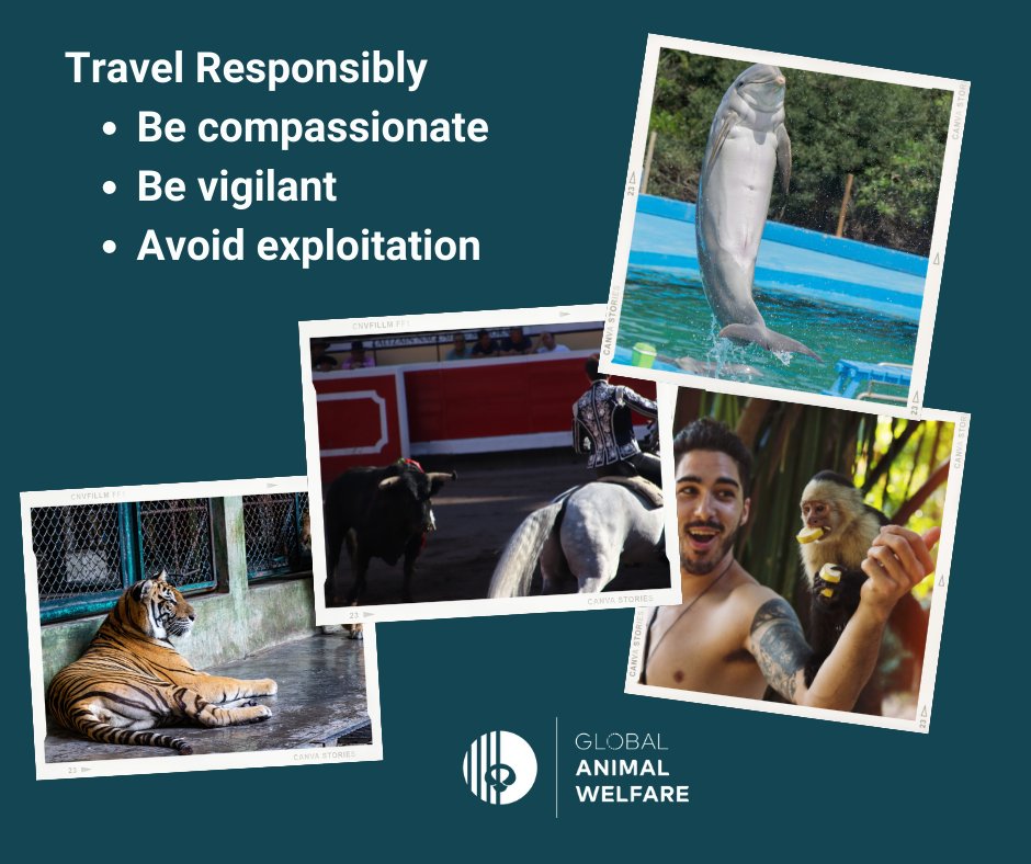 welfare_global's tweet photo. As the world opens up again, more of us are travelling again. Please consider the impact you can have on wildlife as you explore the globe. Make sure your travel plans are animal friendly. 
#travelresponsibily #wildlifefriendlytravel #compassionatetravel #animalsmatter https://t.co/t29IxI4ODN