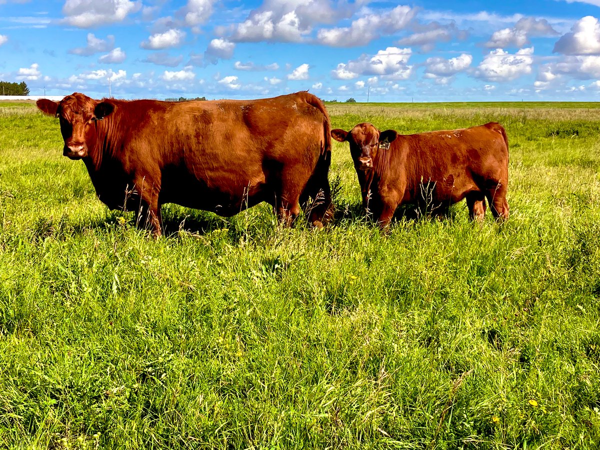 Calves are looking good.#redangus#bullsale