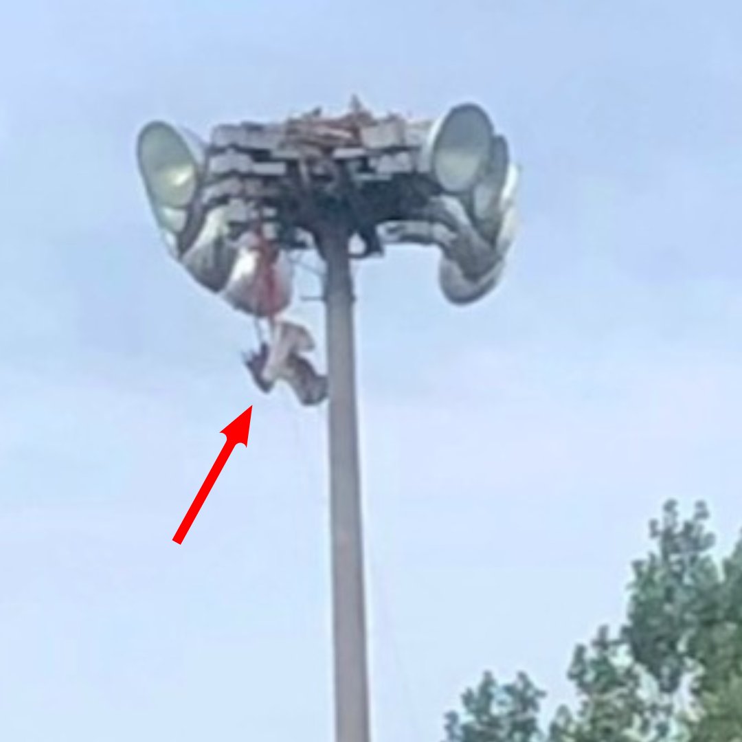 salthaven_org's tweet image. We received a call from concerned community members about an #osprey that was entangled in twine &amp;amp; hanging upside down from its nest. Members of our Raptor Crew raced to the location to see what could be done. We partnered with Family Tree Arborists to rescue this juvenile bird.