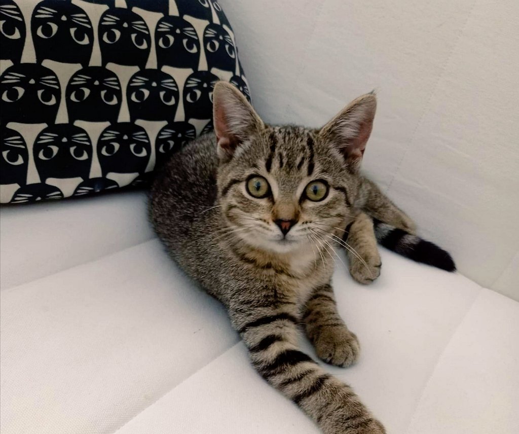 CozyCub_ASMR's tweet image. I'd like to introduce you guys to a little Kitten we adopted! Her name is Kimiko~ She's a little weird but we already love her lots 💛