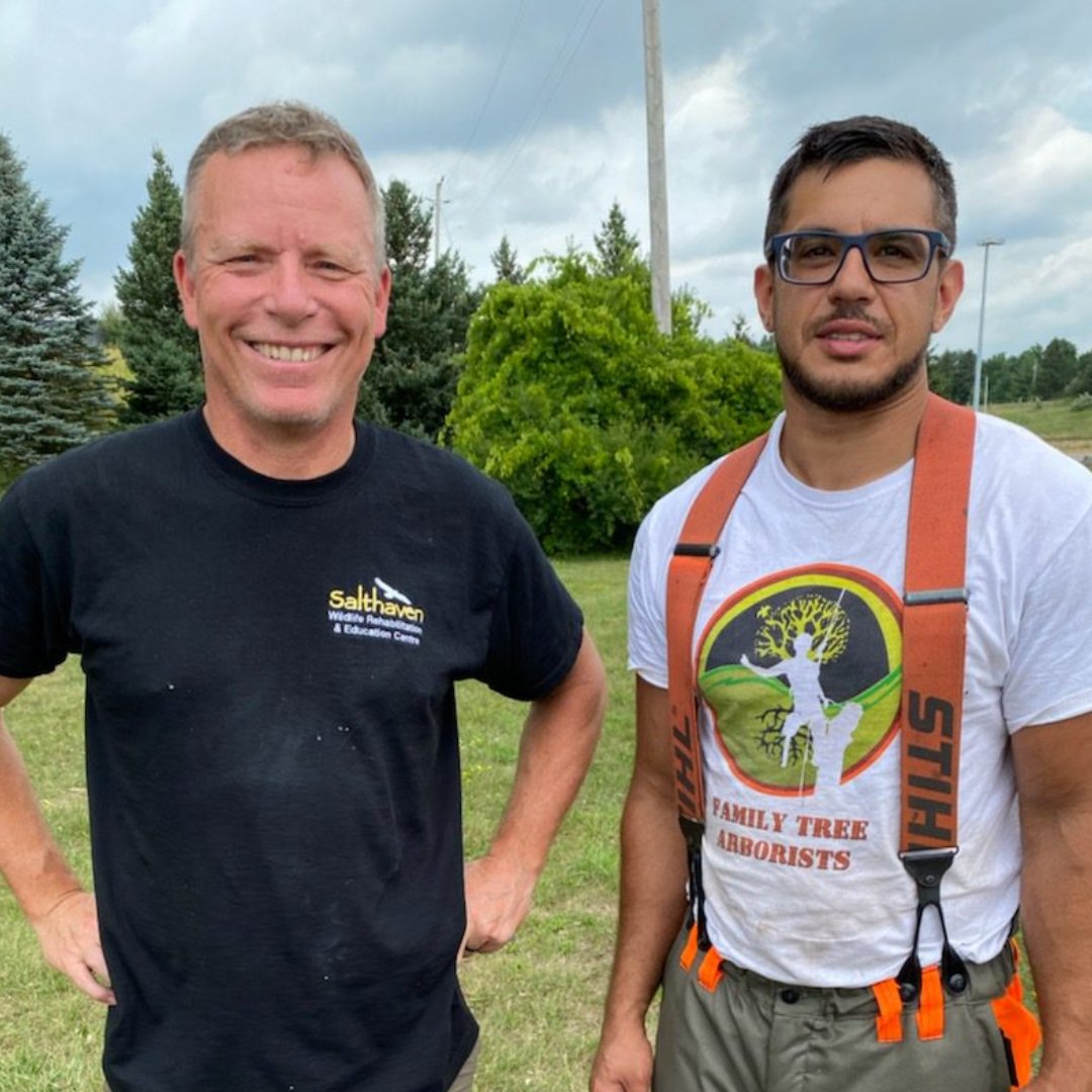 salthaven_org's tweet image. We received a call from concerned community members about an #osprey that was entangled in twine &amp;amp; hanging upside down from its nest. Members of our Raptor Crew raced to the location to see what could be done. We partnered with Family Tree Arborists to rescue this juvenile bird.