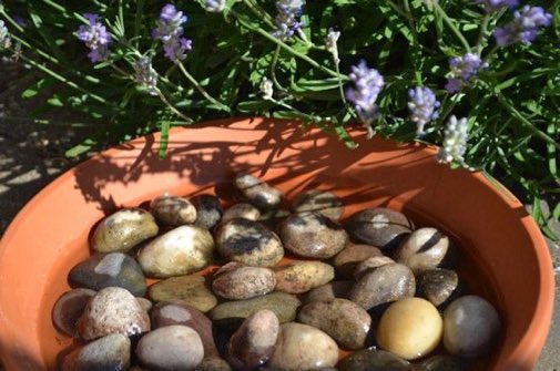 A quick and easy way to #HelpTheBees during warm weather - make a bee bowl! These are great because bees need to drink, but they can drown in deep or fast-flowing water sources. Here's how to set up one up: bit.ly/2KQesqp 🐝