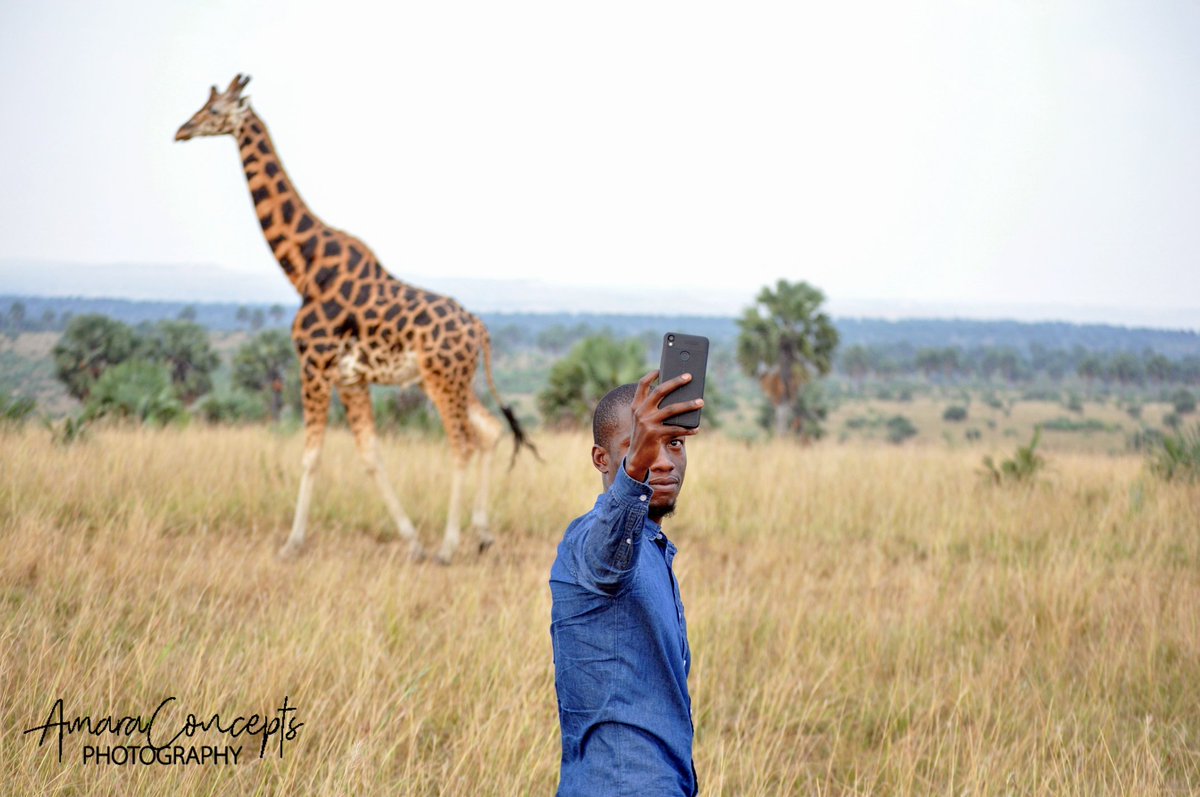 AmaraApuuli's tweet photo. Selfie with the giraffe courtesy of #Fotu-safaris https://t.co/NI7DgcYDdo