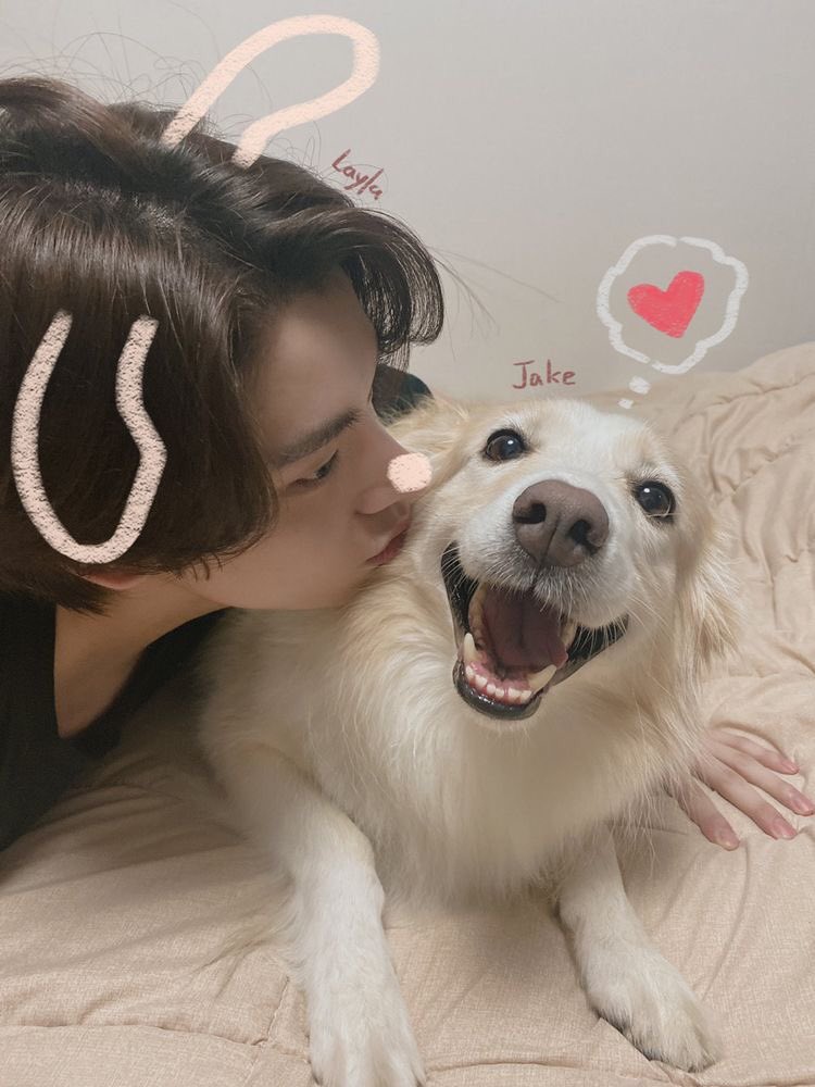 will never get tired of adoring this photo of cuddlesome layla with nameless golden retriever beside her <.3