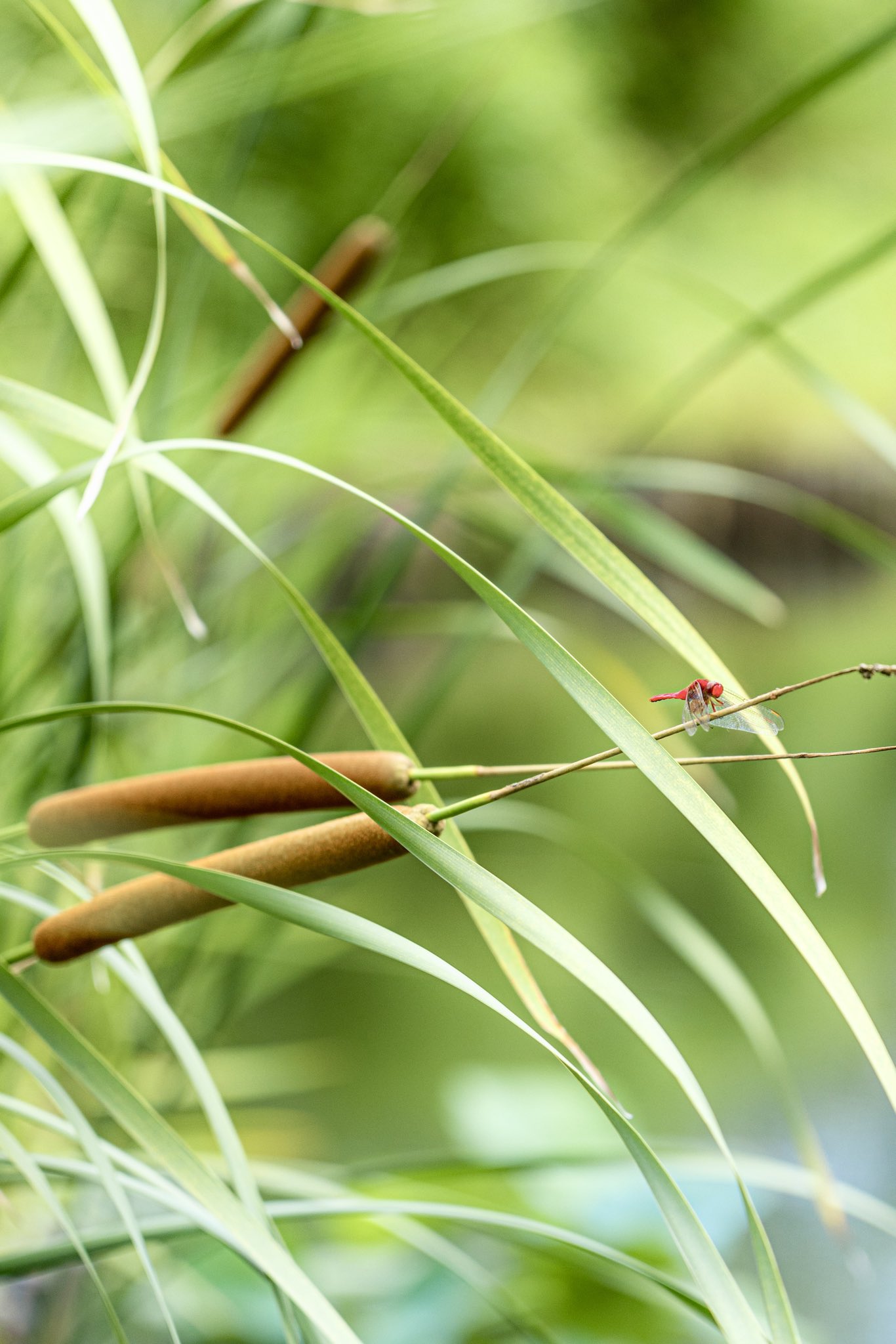 ふぉとぞう 光を纏った草に包まれたガマの花と赤トンボ 花言葉は 素直 今日8月8日は 笑いの日 楽しい1日を 花 向島百花園 T Co Hv1z9iuekn Twitter