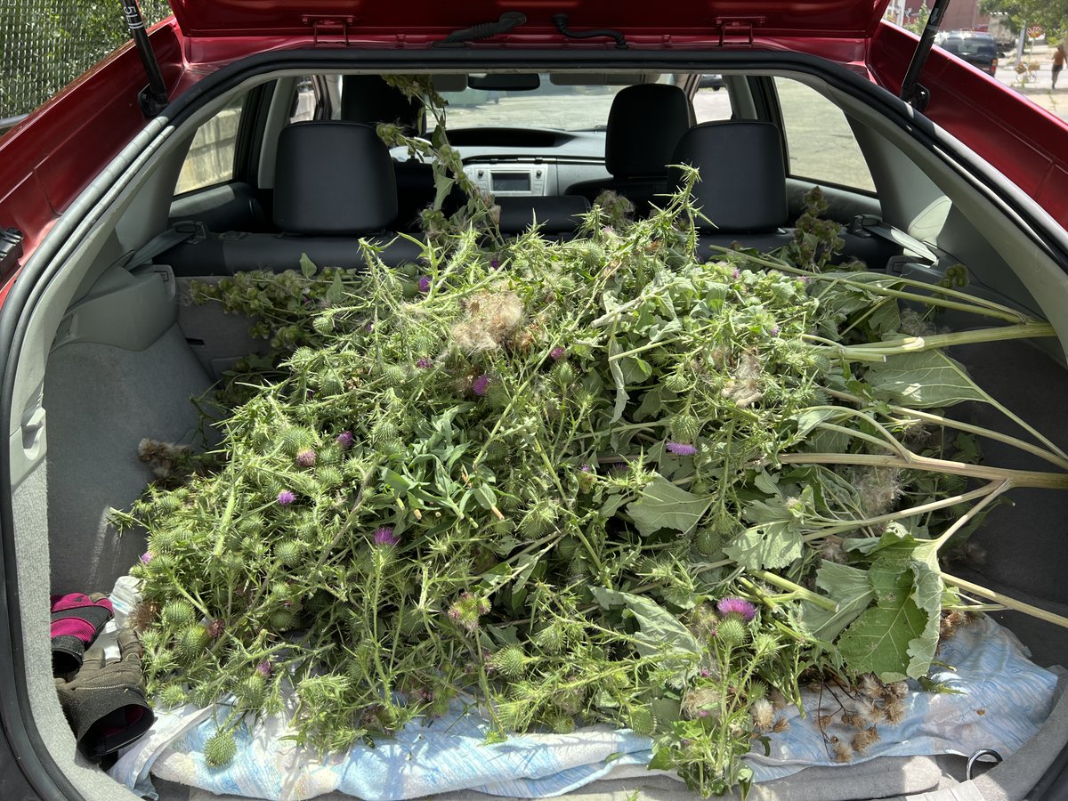Spent a few hours clipping burdock and thistle out of a favorite prairie remnant on the Oak Leaf Trail. What can we all do to save our #nativeplants, #pollinators, #butterfly ?