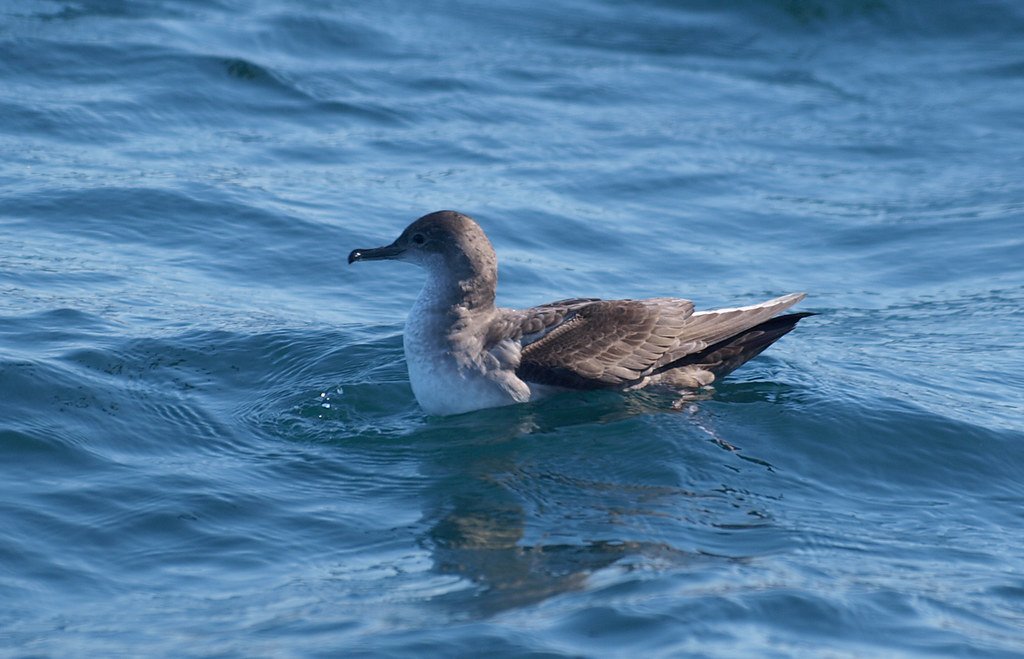 The Seabird Group (@theseabirdgroup) on Twitter photo #CorkSeabirds: Movement & Behaviour
Lewis Fisher-Reeves <a href="/LFisherReeves/">Lewis Fisher-Reeves</a>: "The use of visual landmarks during homing in a critically endangered shearwater"
Balearic shearwaters navigate to their colony sites more efficiently when landmarks become visible. #CorkSeabirds: Movement & Behaviour
Lewis Fisher-Reeves <a href="/LFisherReeves/">Lewis Fisher-Reeves</a>: "The use of visual landmarks during homing in a critically endangered shearwater"
Balearic shearwaters navigate to their colony sites more efficiently when landmarks become visible.