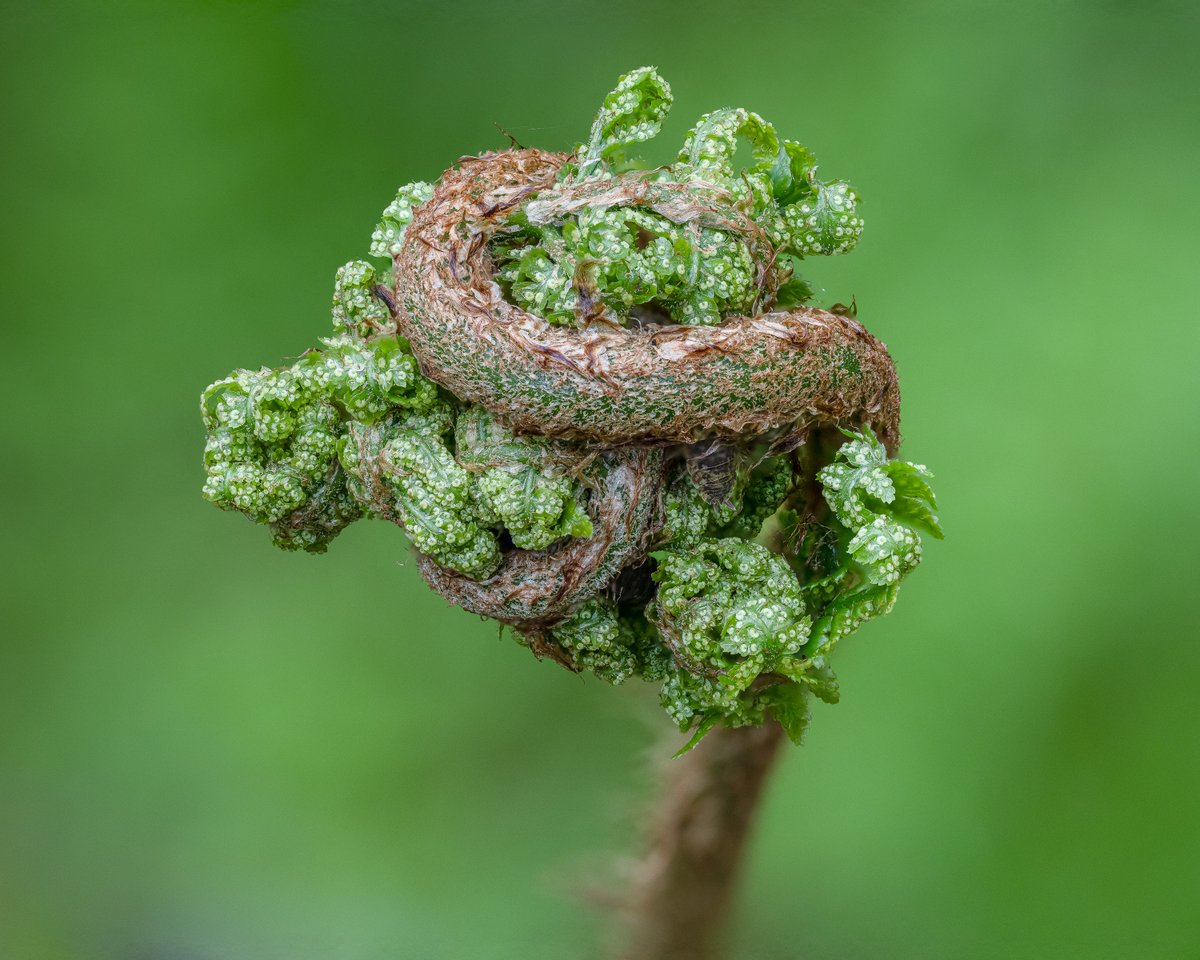Nature’s little sculptures.