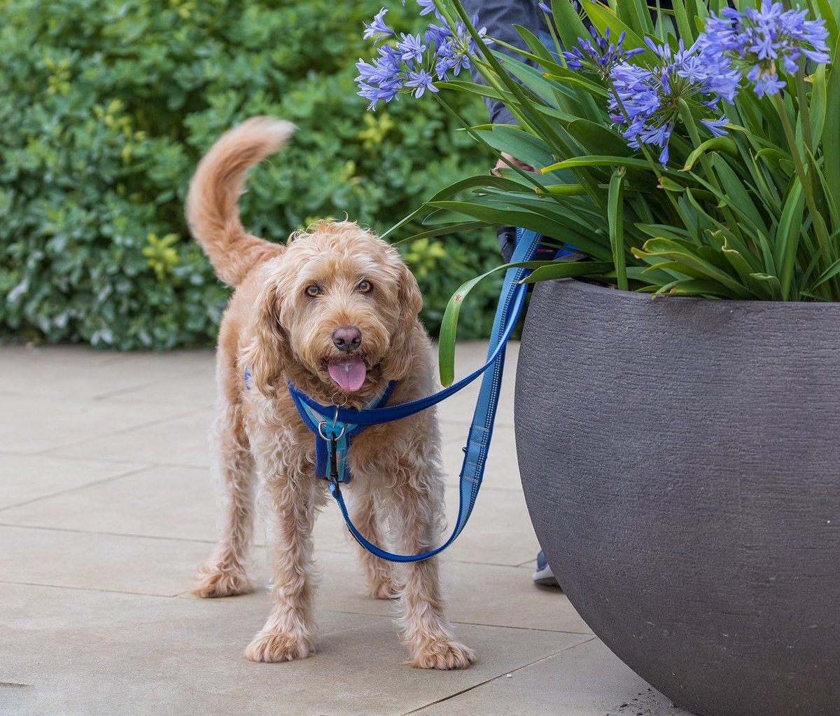 Happy Sunday Everyone.  No, I haven’t lost dad ( he is hiding behind a rather large plant pot. #walkiesatbridgewater #RHS #rhsbridgewater #dogsoftwitter #dogfriendly