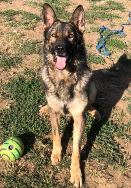gsdwelfare's tweet photo. 100 Days with 100 Dogs: Day 9 - Meet Max

Max is a handsome 4 year old sable male German Shepherd.  

He loves to interact with humans and once a bond is made he is happy to just spend time with you. Max is currently located at Mildenhall in Suffolk.

https://t.co/L7ubdihAsu https://t.co/80JrEWDM9n