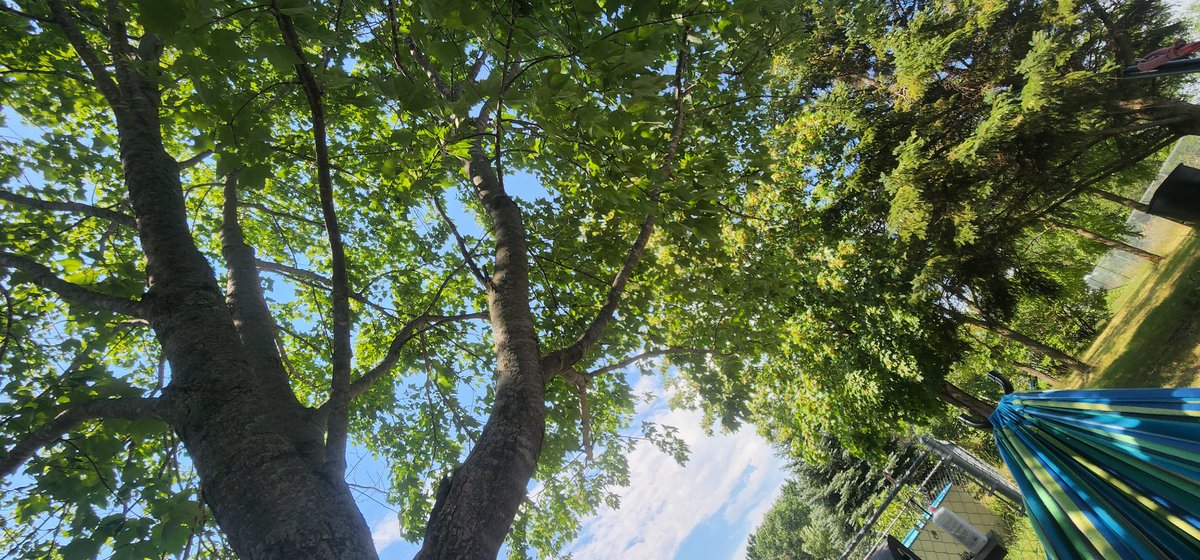 96jazzybear69's tweet photo. Photo: Chilling in a Hammock 
#lazyday #photography #trees #NaturePhotography #nature #outdoors https://t.co/FU3VeDsDWw