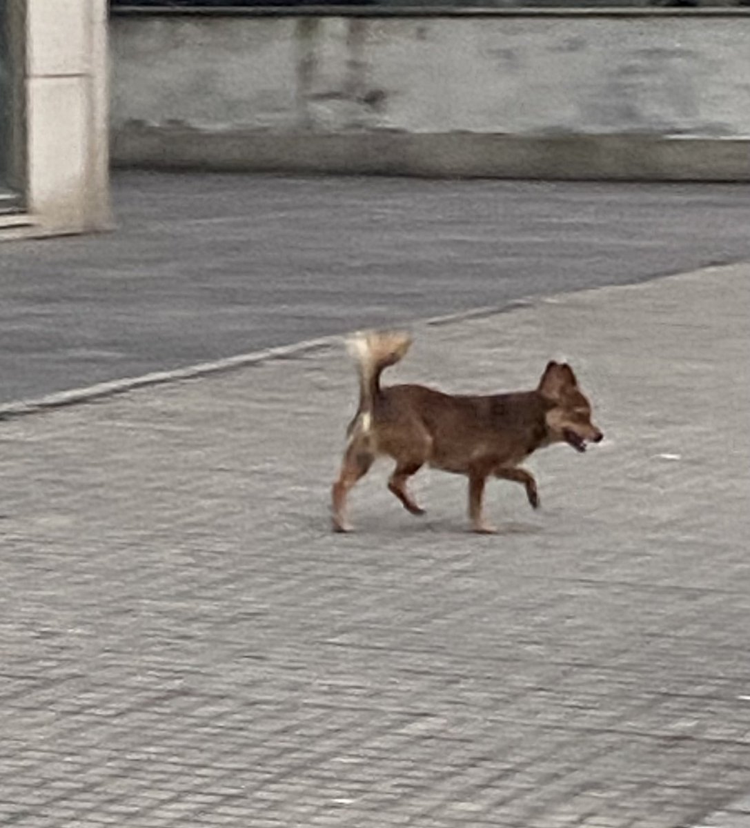 Esta este perro solo por la zona del birloque <a href="/EloyTP/">Eloy TP</a>