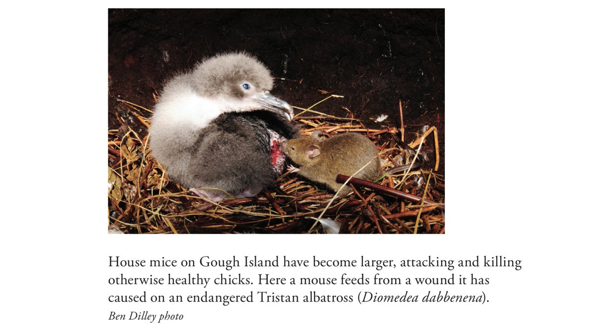 Today we release my new book “Pests and Pestilence: the management of invasive species, pests and disease in New Zealand”, available at tinyurl.com/4d6bcc6e Lessons from the past, with future pest and disease management needs. Thanks <a href="/thwupbooks/">Te Herenga Waka University Press</a> &amp; <a href="/WellingtonUni/">WellingtonUni</a>