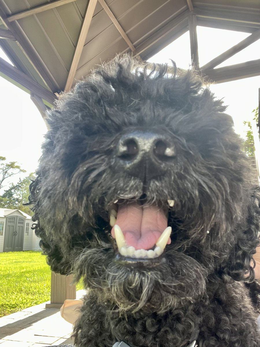shadgoldendood's tweet photo. #boop #DogsofTwittter #MiniGoldenDoodle #myfurrysonshadow #summer2022 https://t.co/UsuvpRQJri