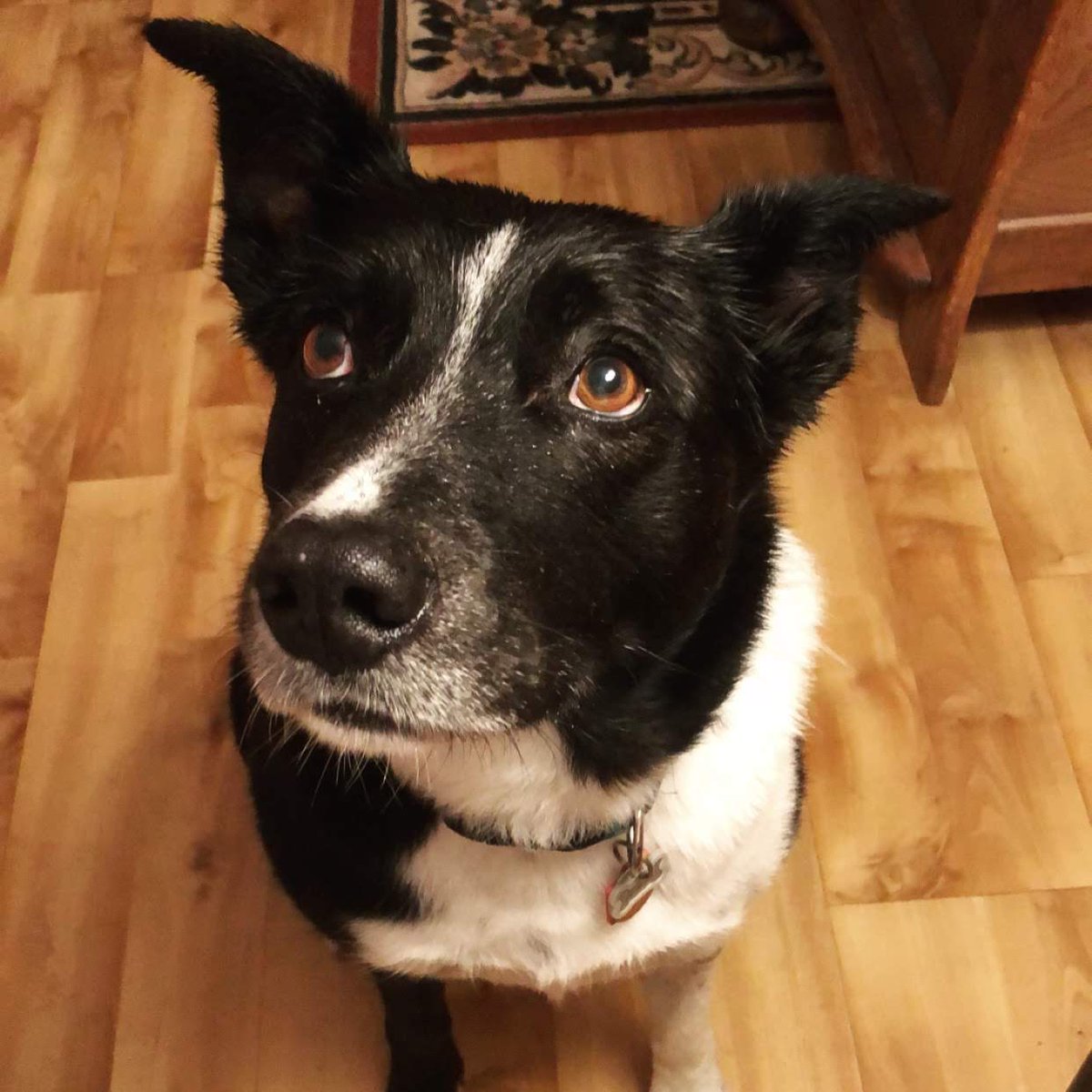 RavenandRiddle's tweet photo. Good morning from me and Pickle! he waits patiently to bless your dice and wants you to know that he loves you.

#ttrpgdice #dnd #dungeonsanddragons #dice #rpg #dnd5e #tabletopgames #tabletop #dicecollection #dicemaking #handmadedice #dicegoblin #dicemaker #dogoftheday #dogpic https://t.co/qZ7sCphTwl