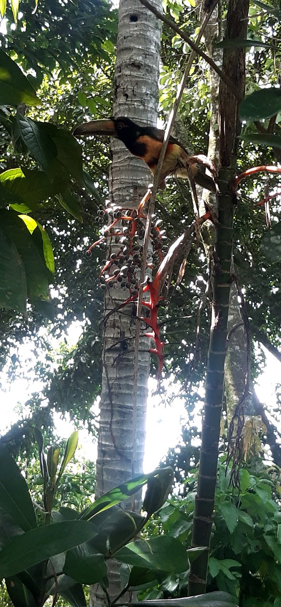 FatimaMoli's tweet photo. Las mascotas de mi abuela... #fauna #avessilvestres #tucancillo #avesdeelsalvador https://t.co/PkY3B3nyaf
