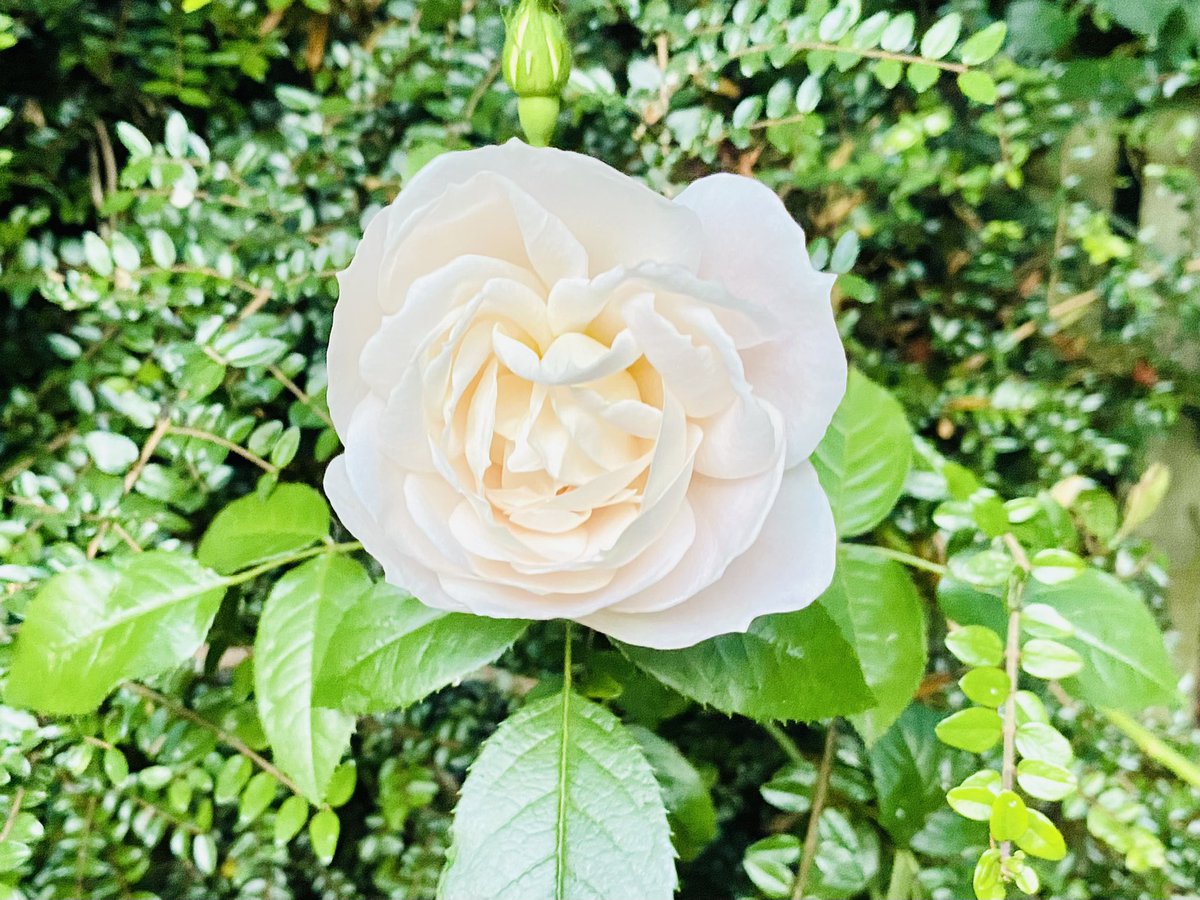 JudeMckerrecher's tweet photo. Butterflies & roses. The creamy, delicate petals of this garden rose are beautiful & it’s lovely to see butterflies 🦋. Nature is so wise - no need for words, explanations or comparisons - just a symphony of colour, textures & patterns , & a symbiotic medley. #Simplybe🌻 #Life🫶 https://t.co/17Yz61bdHK