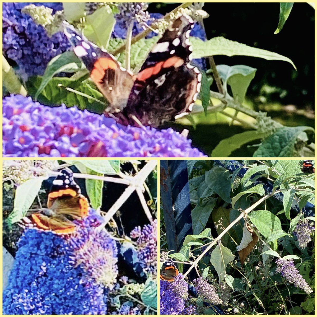 JudeMckerrecher's tweet photo. Butterflies & roses. The creamy, delicate petals of this garden rose are beautiful & it’s lovely to see butterflies 🦋. Nature is so wise - no need for words, explanations or comparisons - just a symphony of colour, textures & patterns , & a symbiotic medley. #Simplybe🌻 #Life🫶 https://t.co/17Yz61bdHK