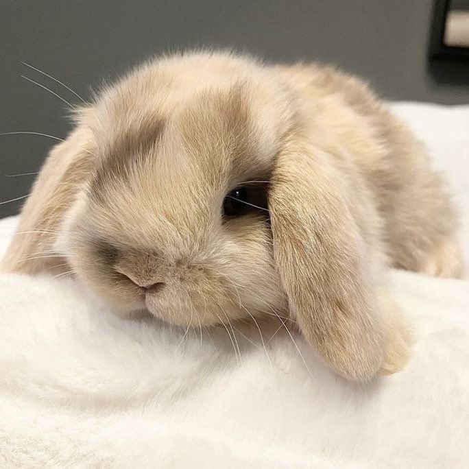 ₍ᐢ. ̫.ᐢ₎ (@hourlysoobun) on Twitter photo 