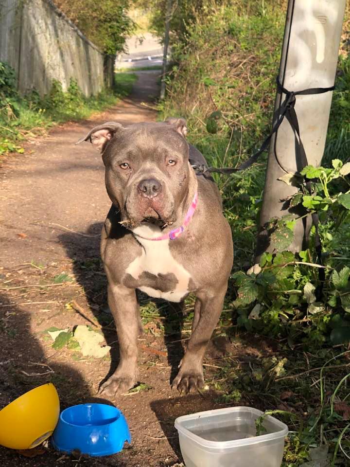 she walks in beauty on Twitter "RT AdoptionsUk It looks like every