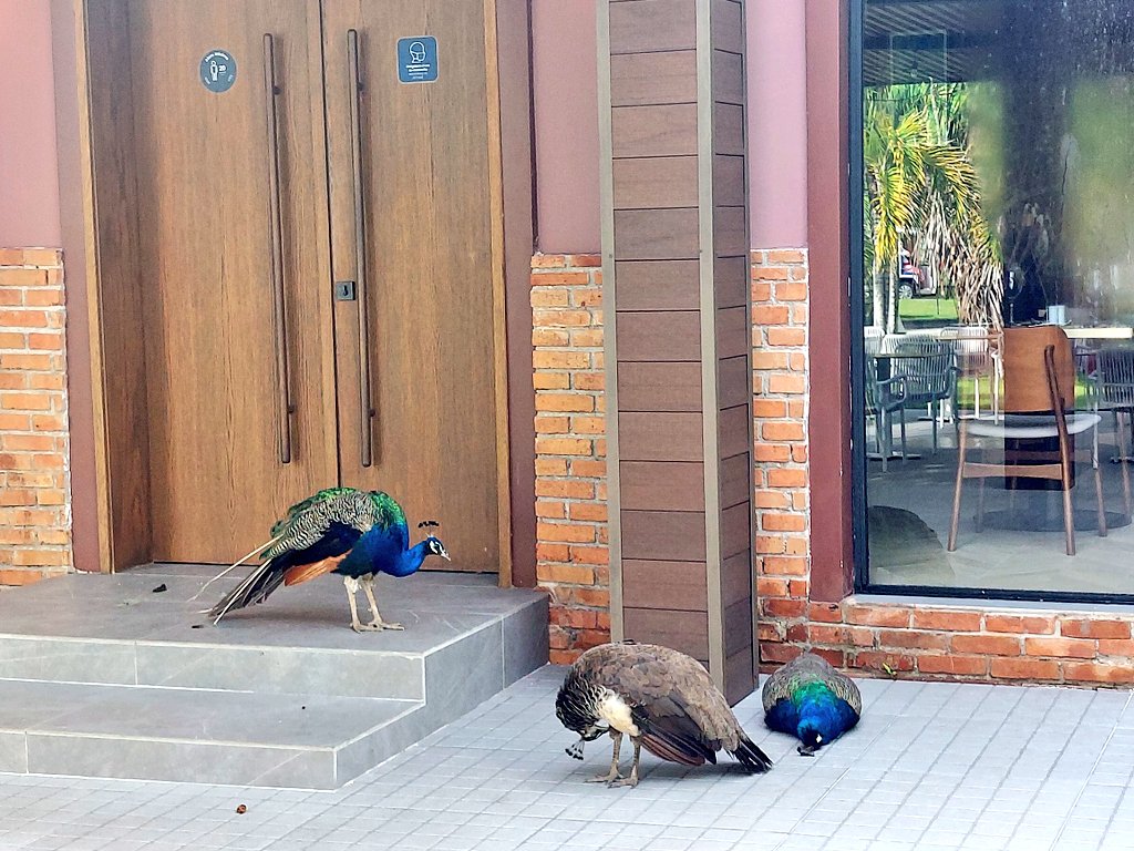 Come on Lads, let us back in for a pint please. I know we were getting a little bit cocky 🤣