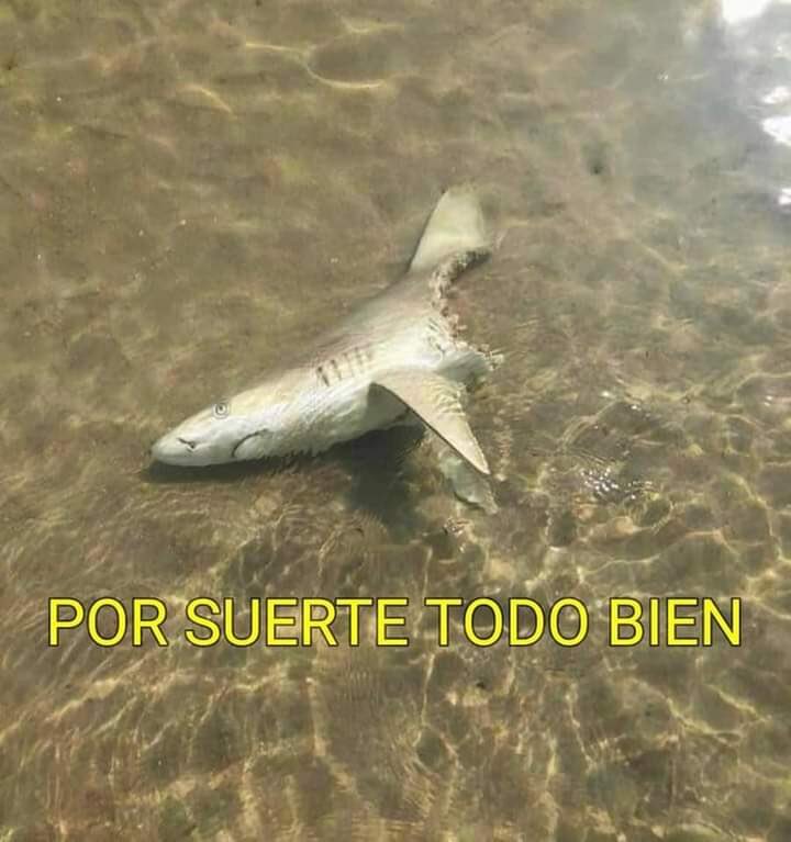 kansaita_'s tweet photo. cuando me preguntan cómo estoy https://t.co/RtgnIAcSA4