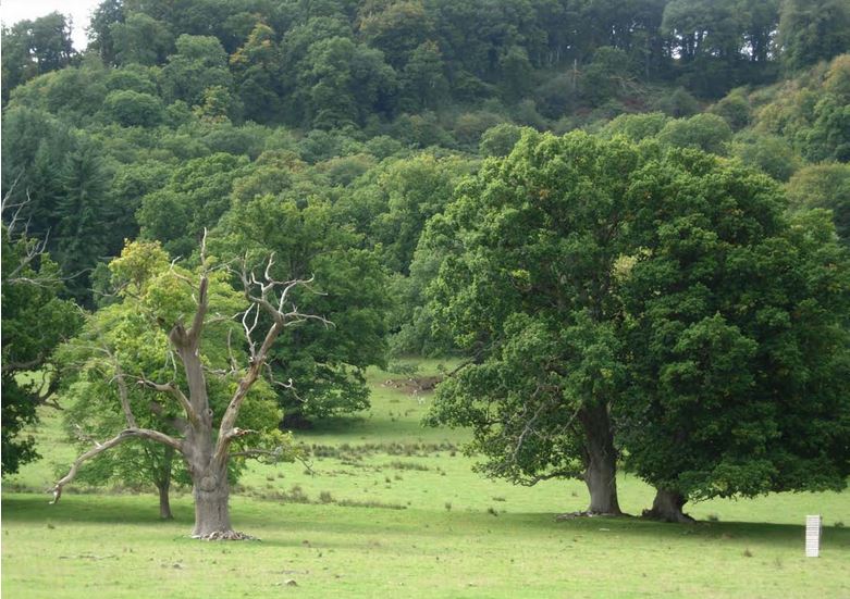 BrownCapability's tweet photo. 1778 #CapabilityBrown was paid £100 (£152k) for a plan of #Moccas #Herefordshire by Sir George Cornewall. "the Intended alterations at Moccas Court, L.B 1778" plan survives in @GettyHub In 1790s @HumphryRepton advised on additional improvements @MoccasChurch https://t.co/9OHGIm1ZcQ