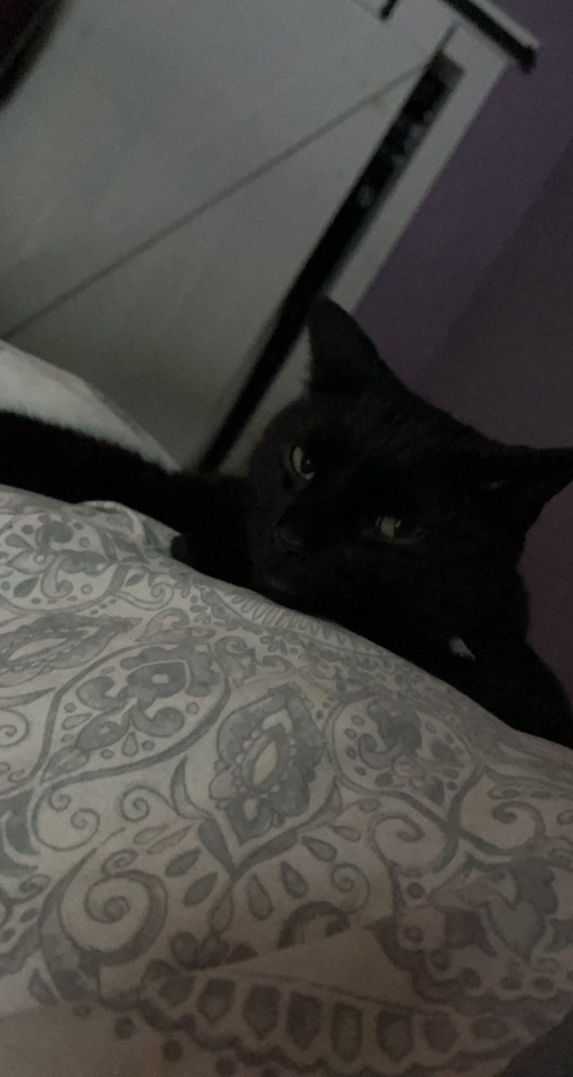 bsumettikuI's tweet photo. making me a little extra sad because my cat, George, has been missing for almost 2 months :( #bubblepets https://t.co/cl0wUFLdUn