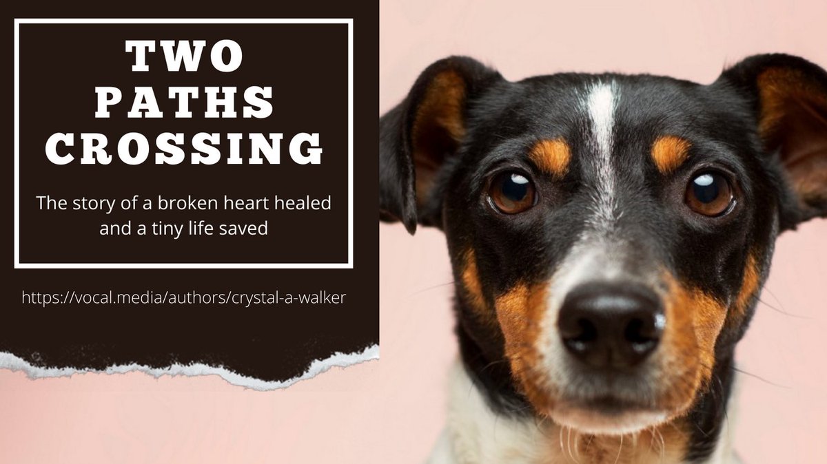CrystalAWalker_'s tweet photo. I sure do love my dog, but it didn’t always start off that way. Check out our story on Medium to find out how we became best buddies. 🐶 💕 🐾

https://t.co/IIx3NhF1bf

#writerslife #fiction #storycrafter #writing #dogs #dogstagram #doglife #ilovemydog https://t.co/BvzbId4ZjW