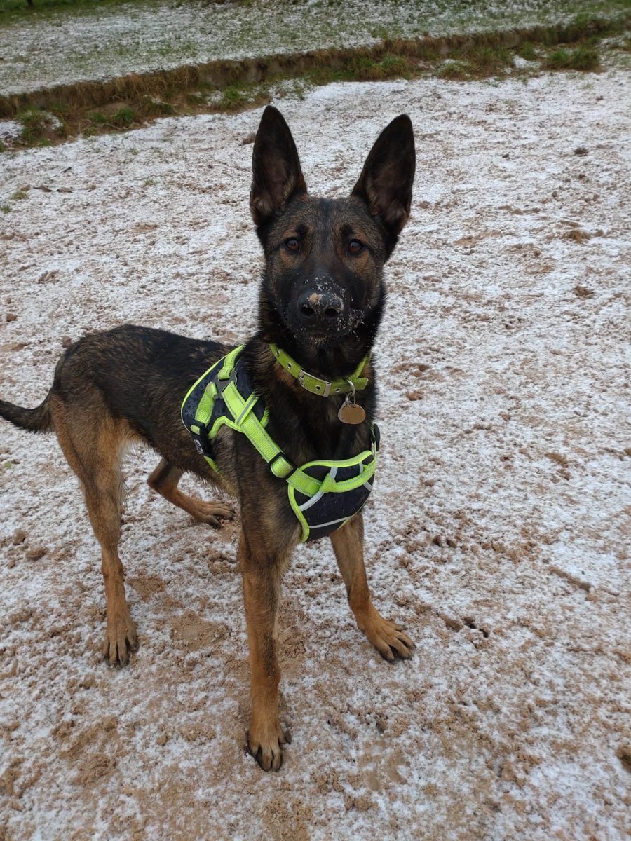 Please retweet to help Shenzi find a home #BIRMINGHAM #ENGLAND Stunning Belgian Shepherd aged 1, looking for a very experienced home to go on with training. She needs and adult home as the only pet. DETAILS or APPLY birminghamdogshome.org.uk/dogs/shenzi-12… #dogs #DogsofTwittter #Malinois