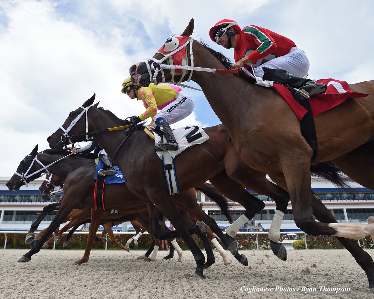 RyanFromChicago's tweet photo. The field at the start of the 3rd race today @GulfstreamPark https://t.co/wdMehko4xd