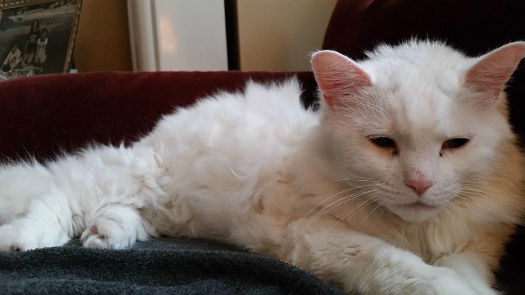 Emmie12750's tweet photo. We said good bye to #Olliecat this afternoon. 17 wonderful years with this furry chubba cat. We miss you already, Mr. Monster. Go find #Tobycat and catch all the chipmunks. #RIP ππ₯ https://t.co/gxG4kFQnNd
