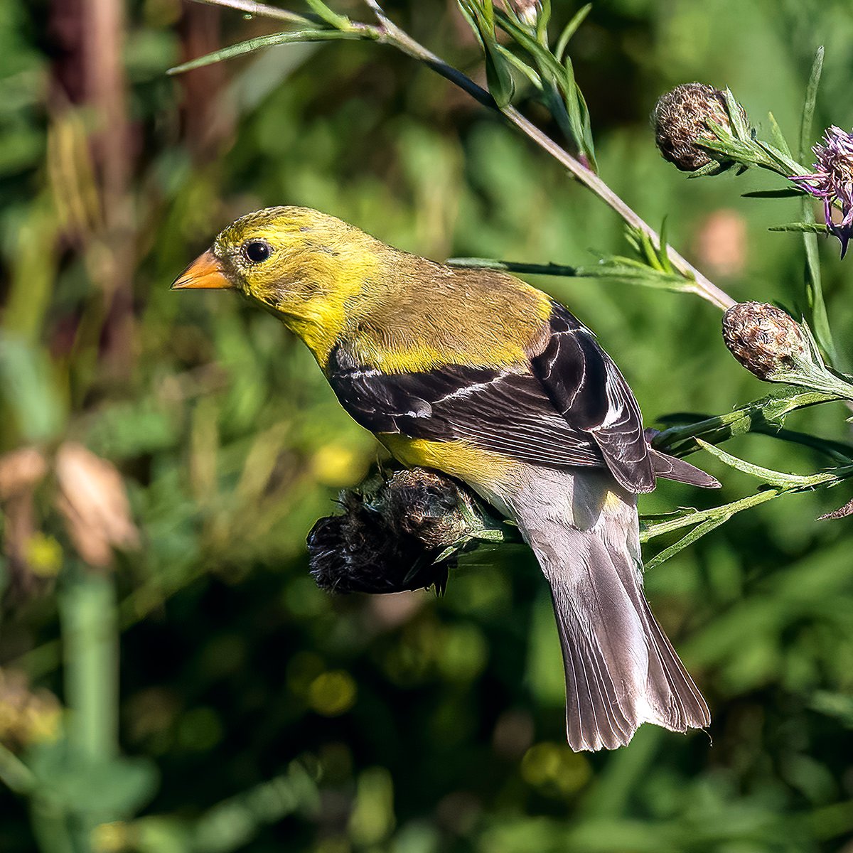 rickshea's tweet photo. Bird ID help please! I'm pretty sure the left is an adult male American Goldfinch. Is the other also a #goldfinch maybe an immature female? If not, what? Thanks! #bird #birds #birdwatching #birdphotography #BirdsSeenIn2022 #birdsontwitter https://t.co/ZXlbyb4ogU