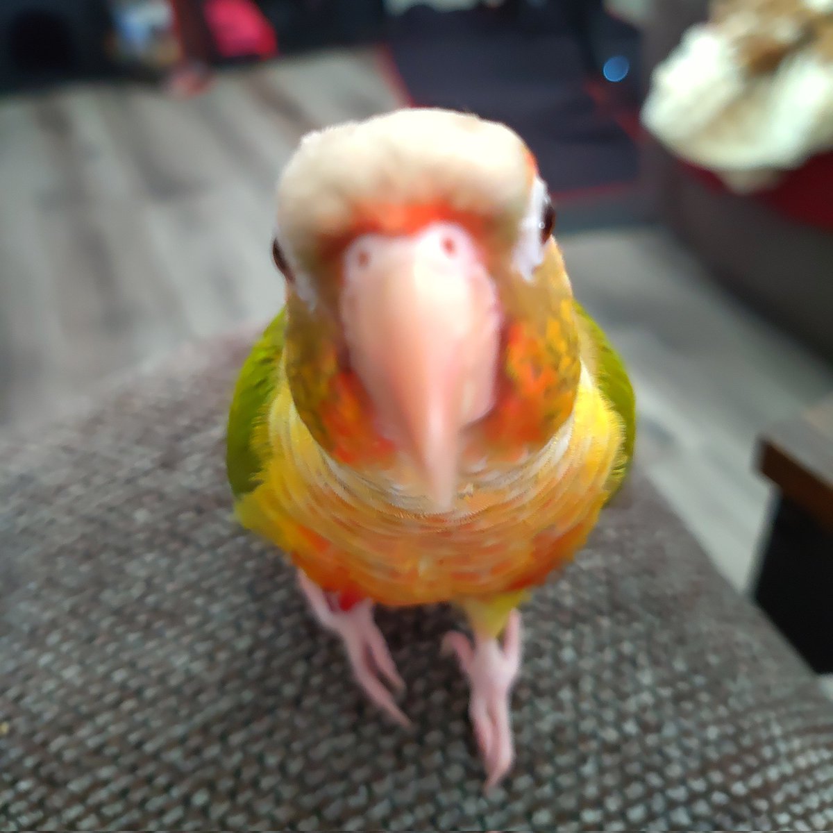 TerribleMeeps's tweet photo. Mommy's camera thinks I'm food

#birdsarefruit #birdsontwitter #conure https://t.co/vbNmDWaelM
