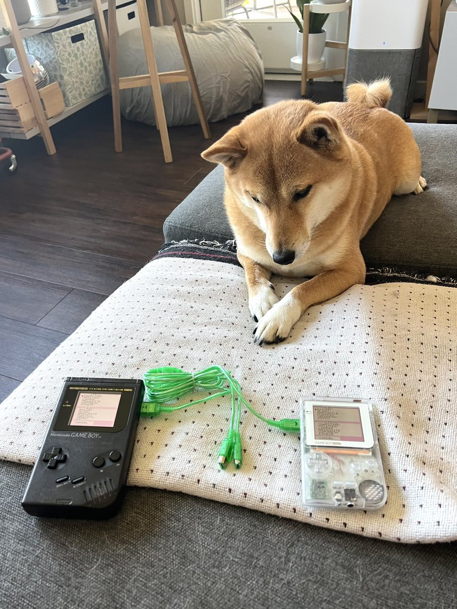 atranfoto's tweet photo. Oji - my Pokémon trading moderator https://t.co/daesx0p005