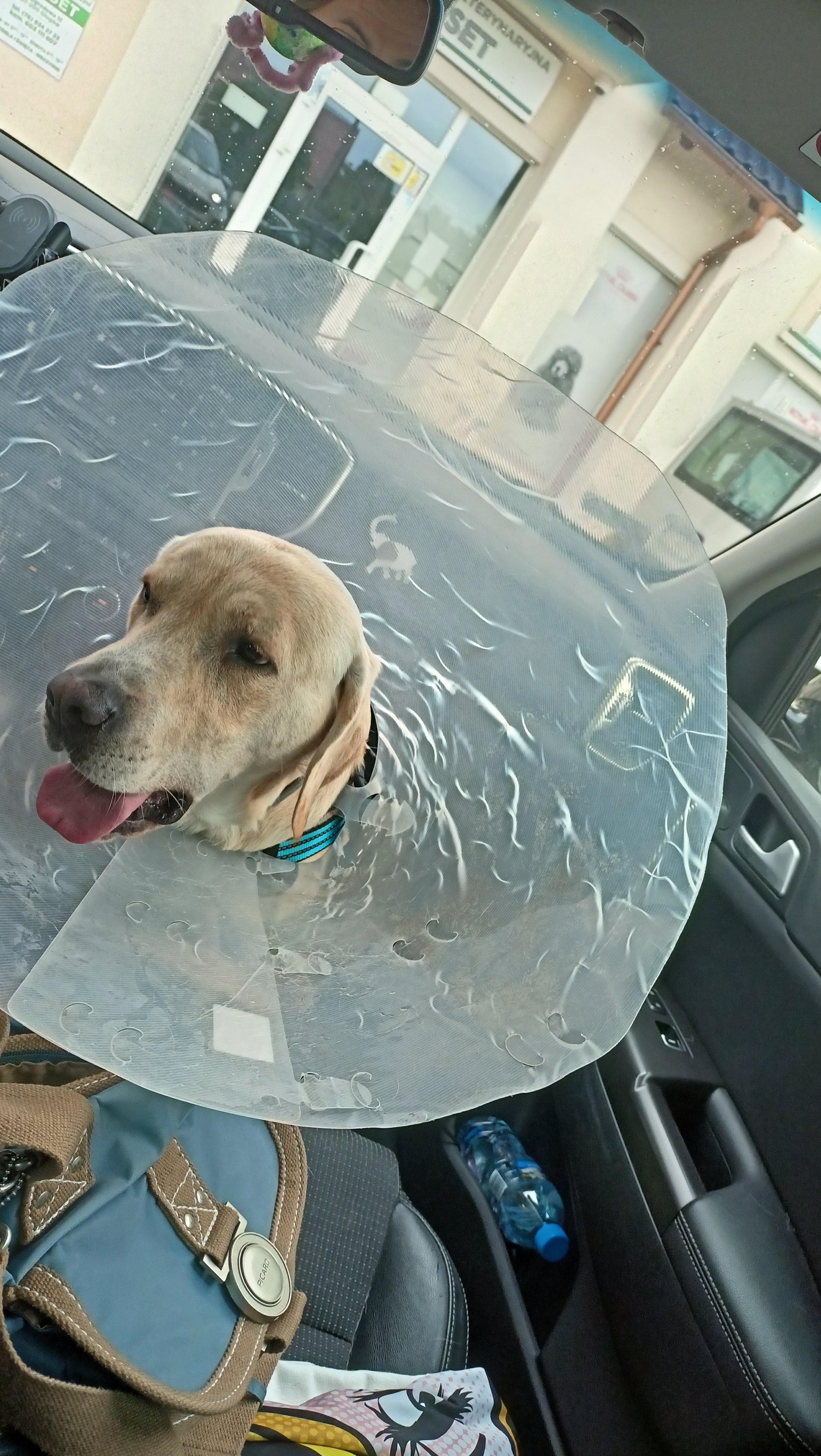 Why Do Dogs Go On Their Backs When Guilty