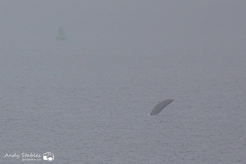 skyehen's tweet photo. Northern Bottlenose Whales seen from the shore path, Camastianavaig. They were distant, it was mizzley and the light was poor but Mr S managed these great record shots of them playing and breaching. Thanks to @ColliesandCakes for showing us the pathway 😍🐋 https://t.co/UNd0IGlKit
