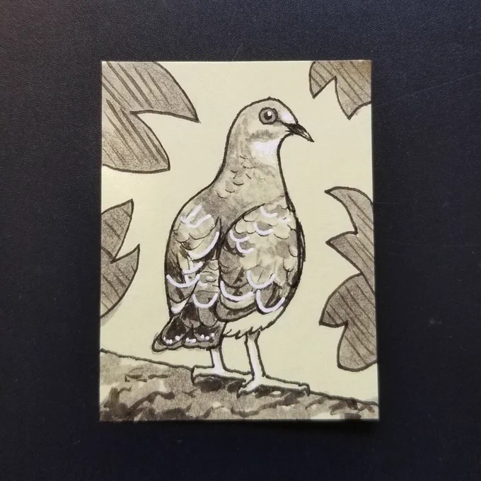 #AvianAugust 2 - Ruddy Quail Dove 💜 