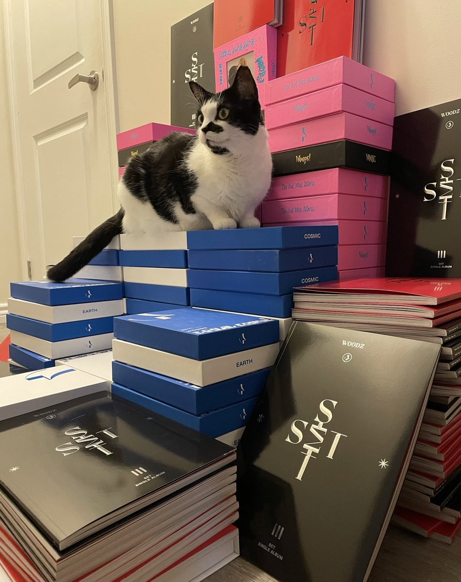 mirroredmoodz's tweet photo. Happy international cat day 🫶🏻💙 https://t.co/RIcyXpzNnd