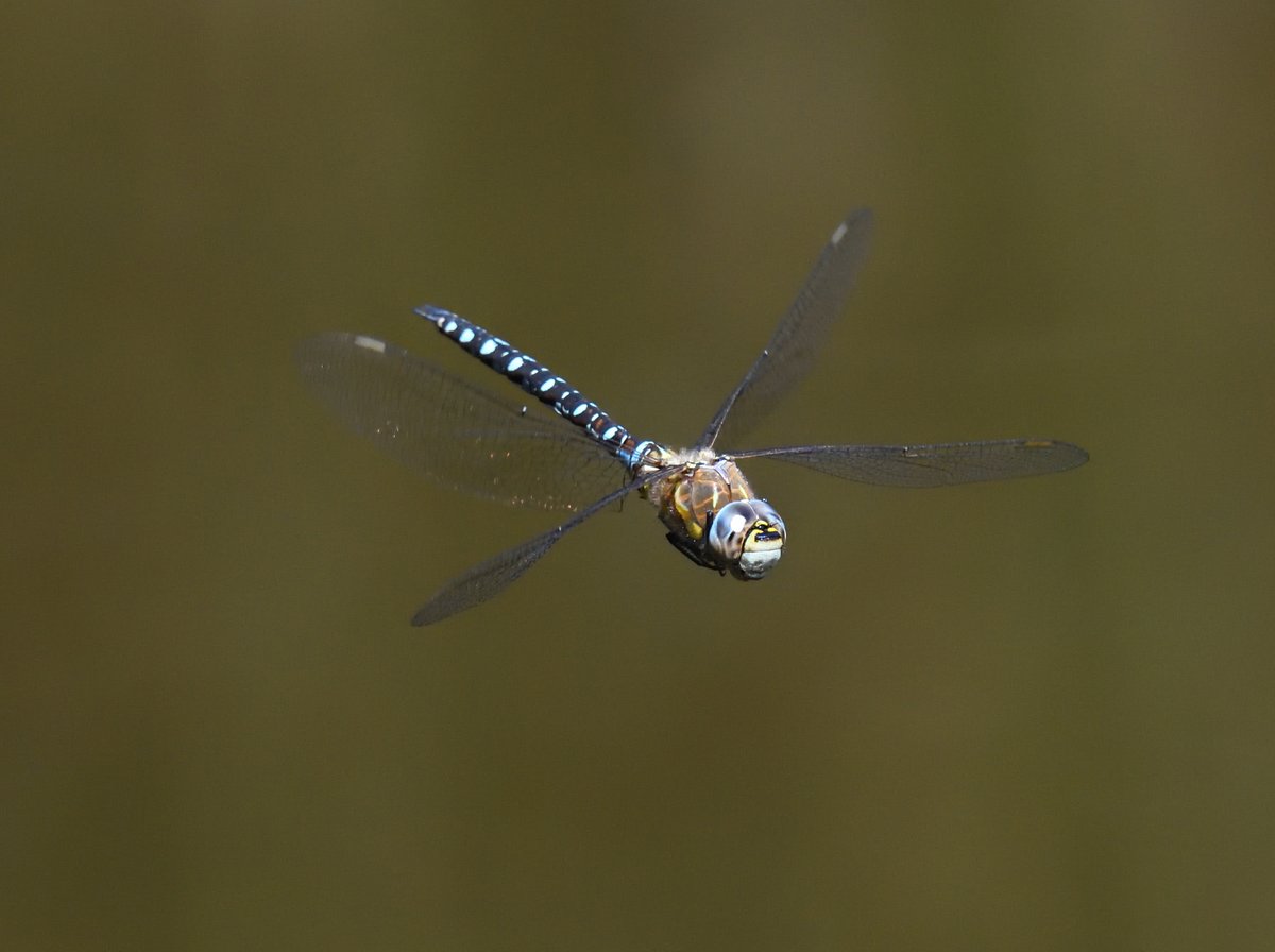 JoKingDevon's tweet photo. #CommonHawker on main pond #DawlishWarren #Devon https://t.co/jL0Tnhq2GC