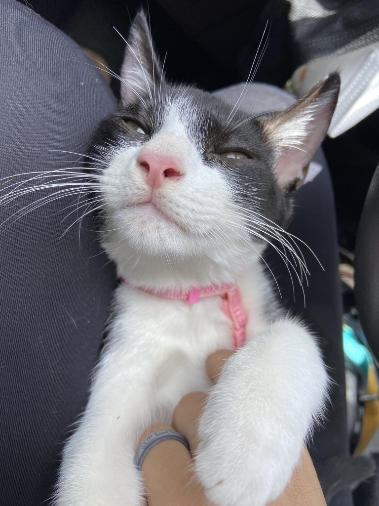 gabrielaoceans's tweet photo. Mamá y bebé continúan buscando un hogar para siempre 🌟

Al momento, ambas cuentan con todas sus vacunas y preventivos al día. Mientras que mamá, segunda foto, ya fue esterilizada. 

Ayúdanos con un RT a dar con una familia que les brinde una vida llena de calidad y amor 💗

DM https://t.co/mVAPhTJ0gi