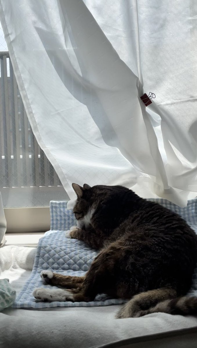 chibi_yonco's tweet photo. #世界猫の日

ちょっと日差し強すぎるからカーテンしよう��ぇ、、
#チビちゃんの日々 https://t.co/oVyUO4ylf8