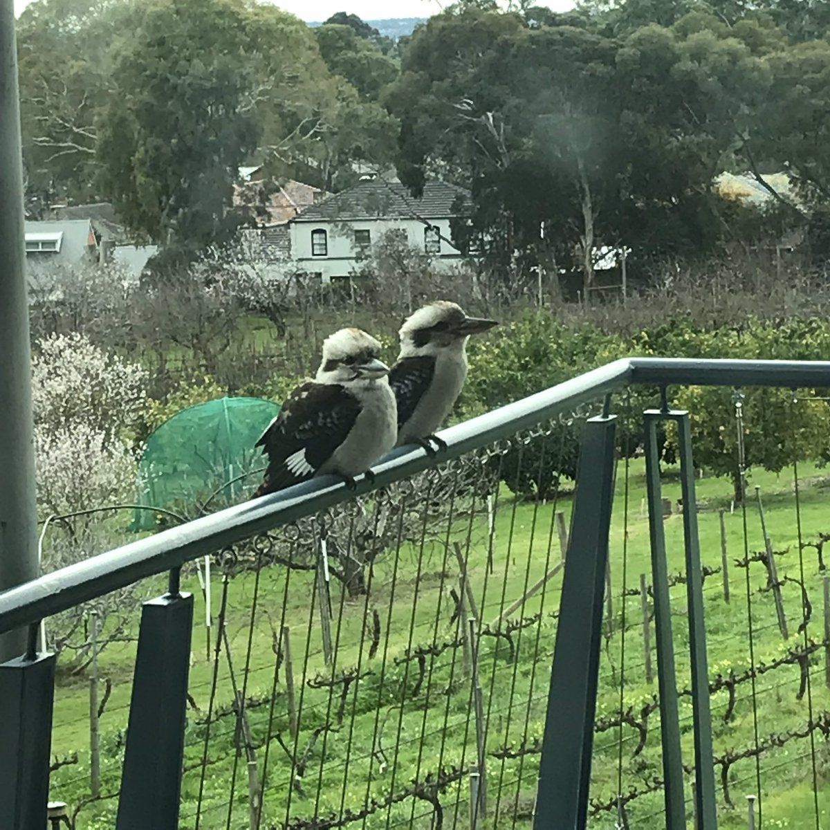 Rachel Burton (@porridgepusher) on Twitter photo Two visitors on our Waite balcony today and they are being very vocal- I think they are missing you <a href="/StuRoy1/">Stuart Roy</a> !! <a href="/waiteresearch/">Waite Research Institute</a> Two visitors on our Waite balcony today and they are being very vocal- I think they are missing you <a href="/StuRoy1/">Stuart Roy</a> !! <a href="/waiteresearch/">Waite Research Institute</a>