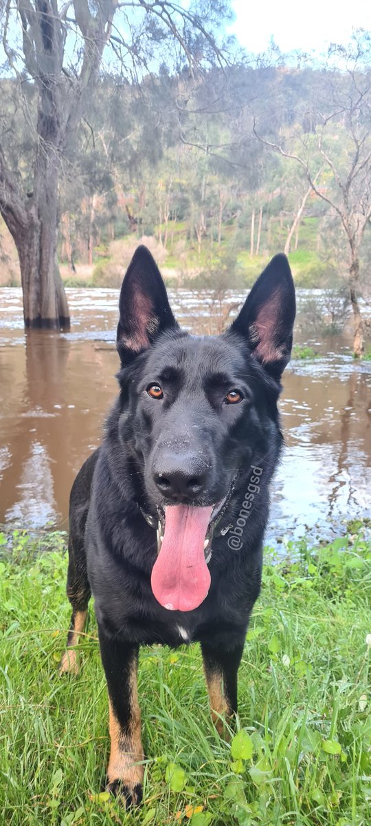 Talth3's tweet photo. Went on a hike on Saturday, very muddy and wet but still a good walk...
#gsd #gsdworld #gsdofinstagram #gsdsofinstagram #gsddog #germanshepherddog #germanshepherdloversofinstagram #germanshepherd #malinoislovers #malinoisofinstagram #malinoisworld #gsdlovers https://t.co/dU3IKTYZRG