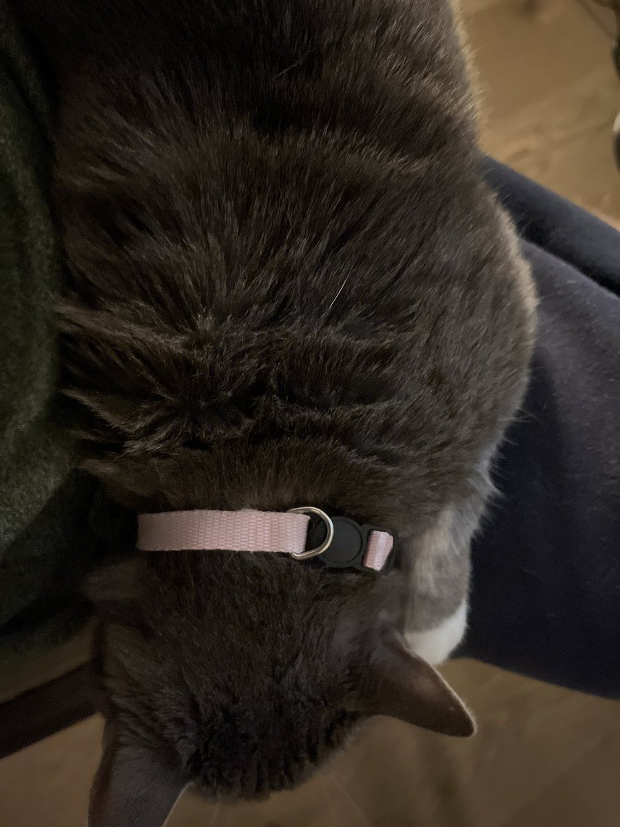 Cat on my lap but we still 3-0 🤷‍♂️